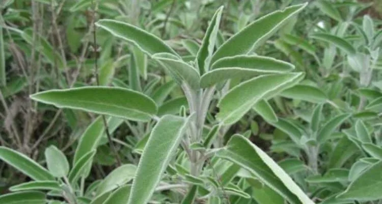 Greek Sage