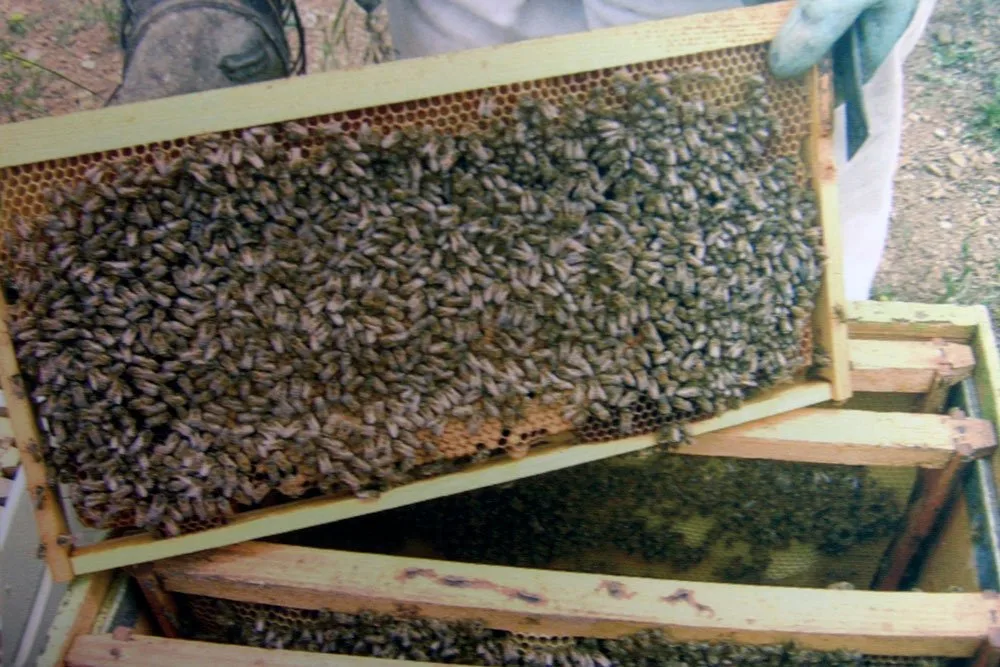Traditional Kytherian beekeeping