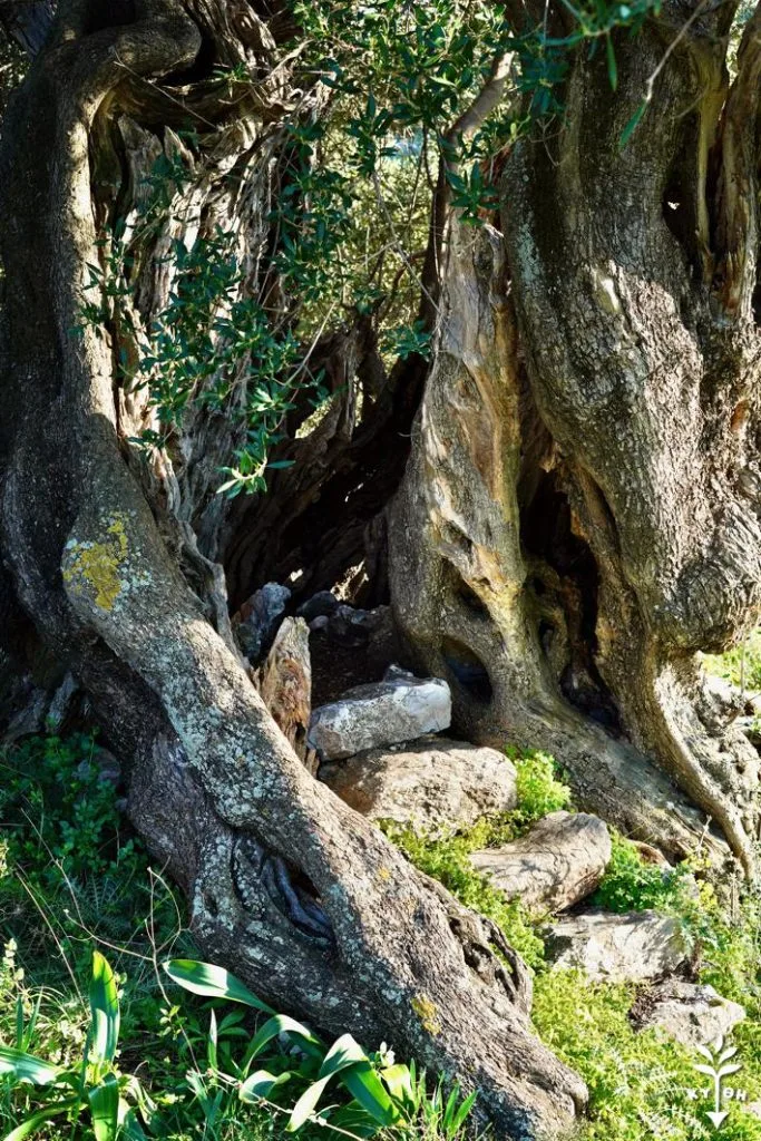Olive Grove Tour & Tasting