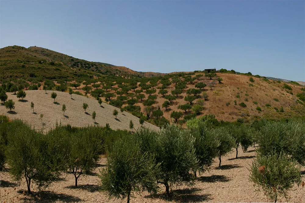 Terra Vitta — olive groves of Kythira